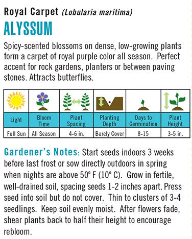 Heirloom Alyssum, Royal Carpet