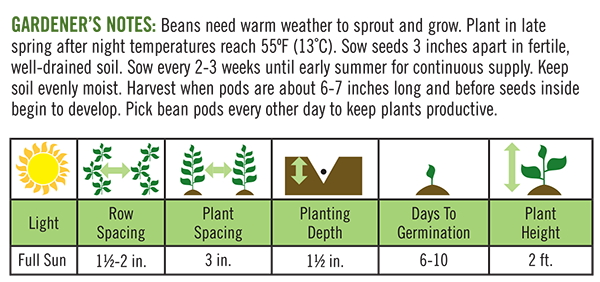 Bush Bean Improved Tendergreen