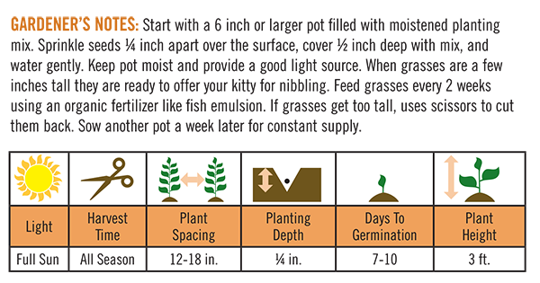 Four Grass Blend Cat Grass