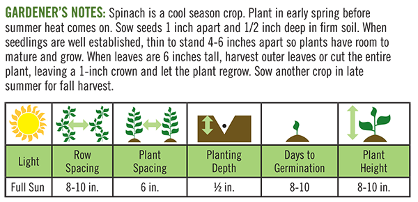 Bloomsdale Longstanding Spinach
