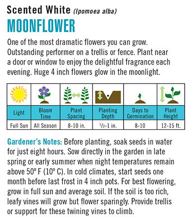 Heirloom Moonflower, White