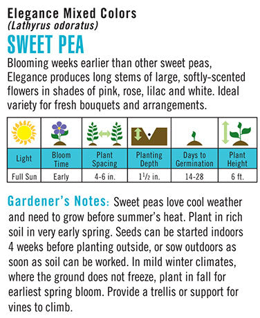 Sweet Pea Elegance Mixed Colors