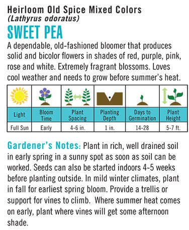 Sweet Pea 'Old Spice Mixed Colors'