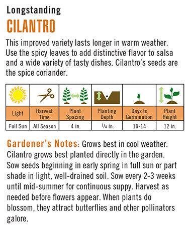 'Longstanding' Heirloom Cilantro