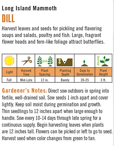 Dill Long Island Mammoth Seeds