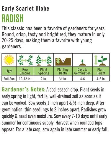 Heirloom Radish, Early Scarlet Globe