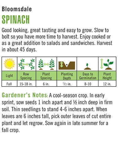 Spinach Bloomsdale Longstanding Seeds