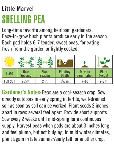 Heirloom Pea, Little Marvel