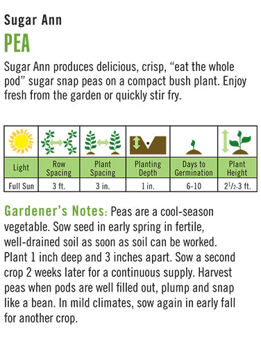 Heirloom Pea, Sugar Ann