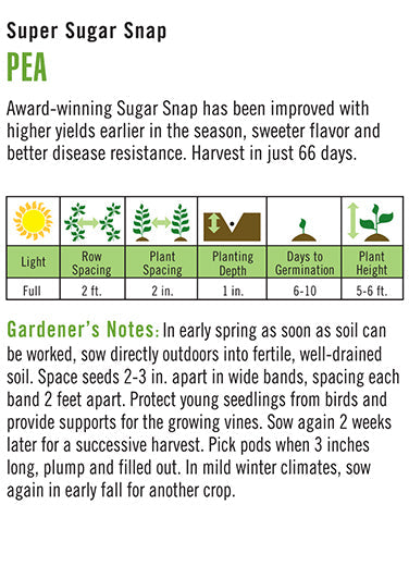 Heirloom Pea, Super Sugar Snap