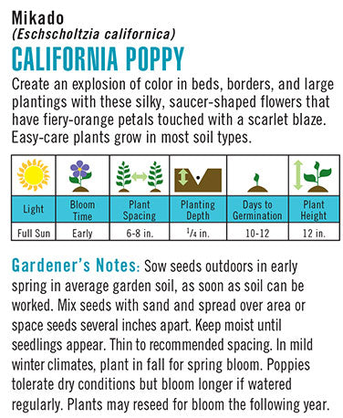 Heirloom California Poppy, Mikado