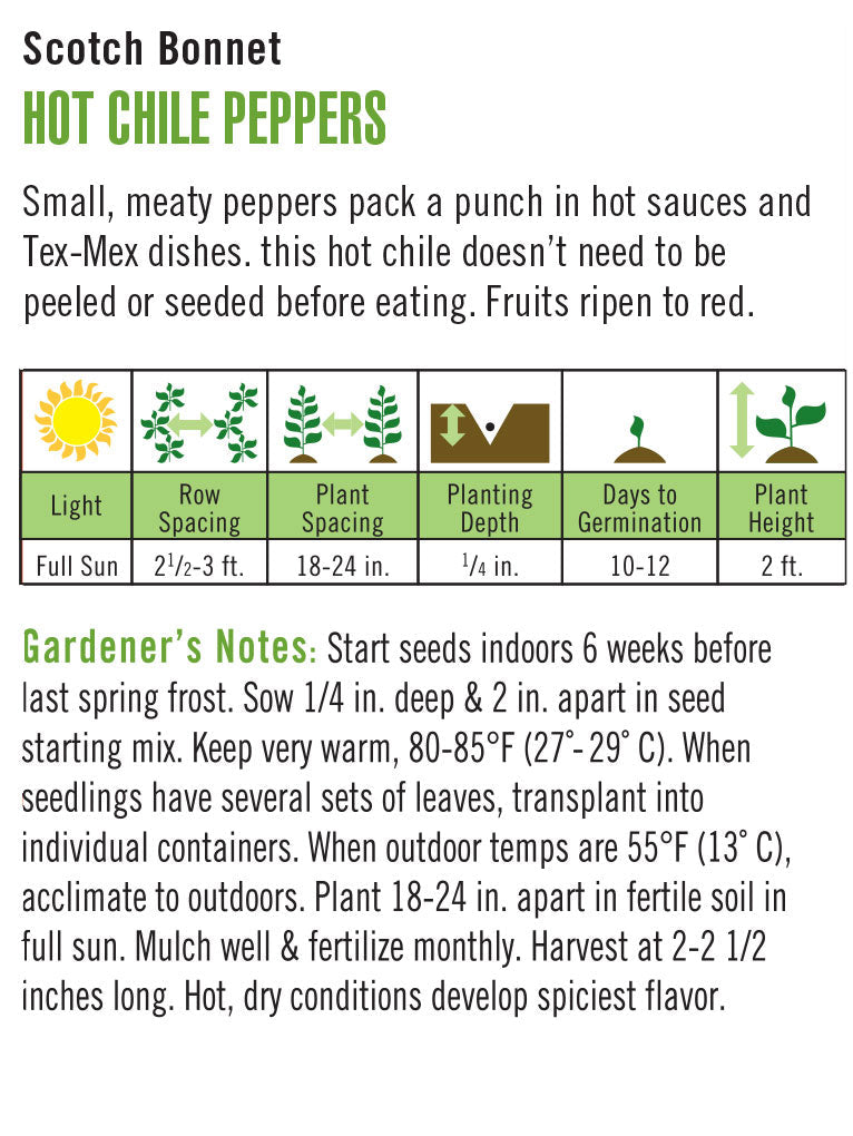 Scotch Bonnet