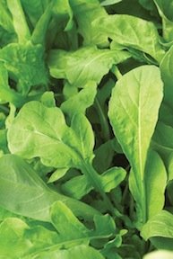 Heirloom Arugula, Roquette