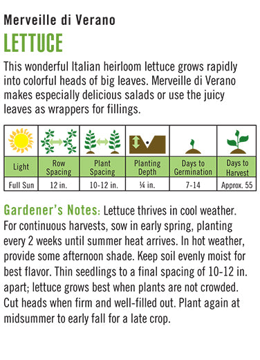 'Merveille Di Verano' Lettuce