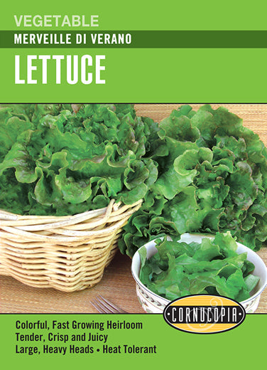 'Merveille Di Verano' Lettuce