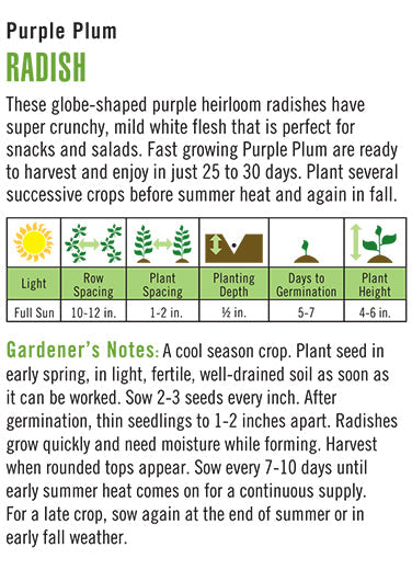 'Purple Plum' Radish
