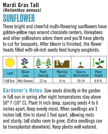 'Mardi Gras Tall' Sunflower