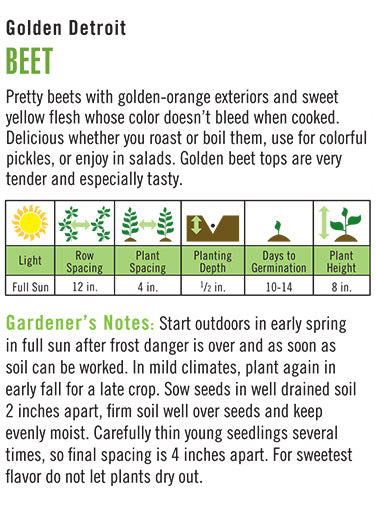 'Golden Detroit' Golden Beet