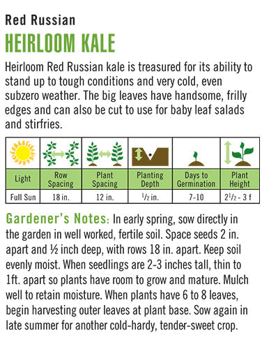 'Red Russian' Heirloom Kale