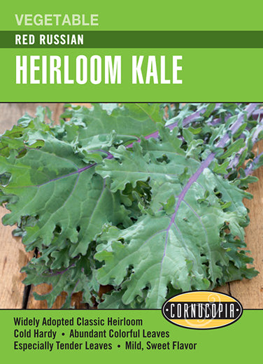 'Red Russian' Heirloom Kale