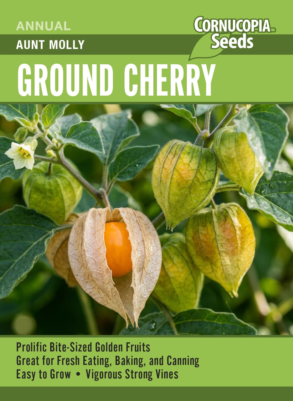 Ground Cherry - Aunt Molly