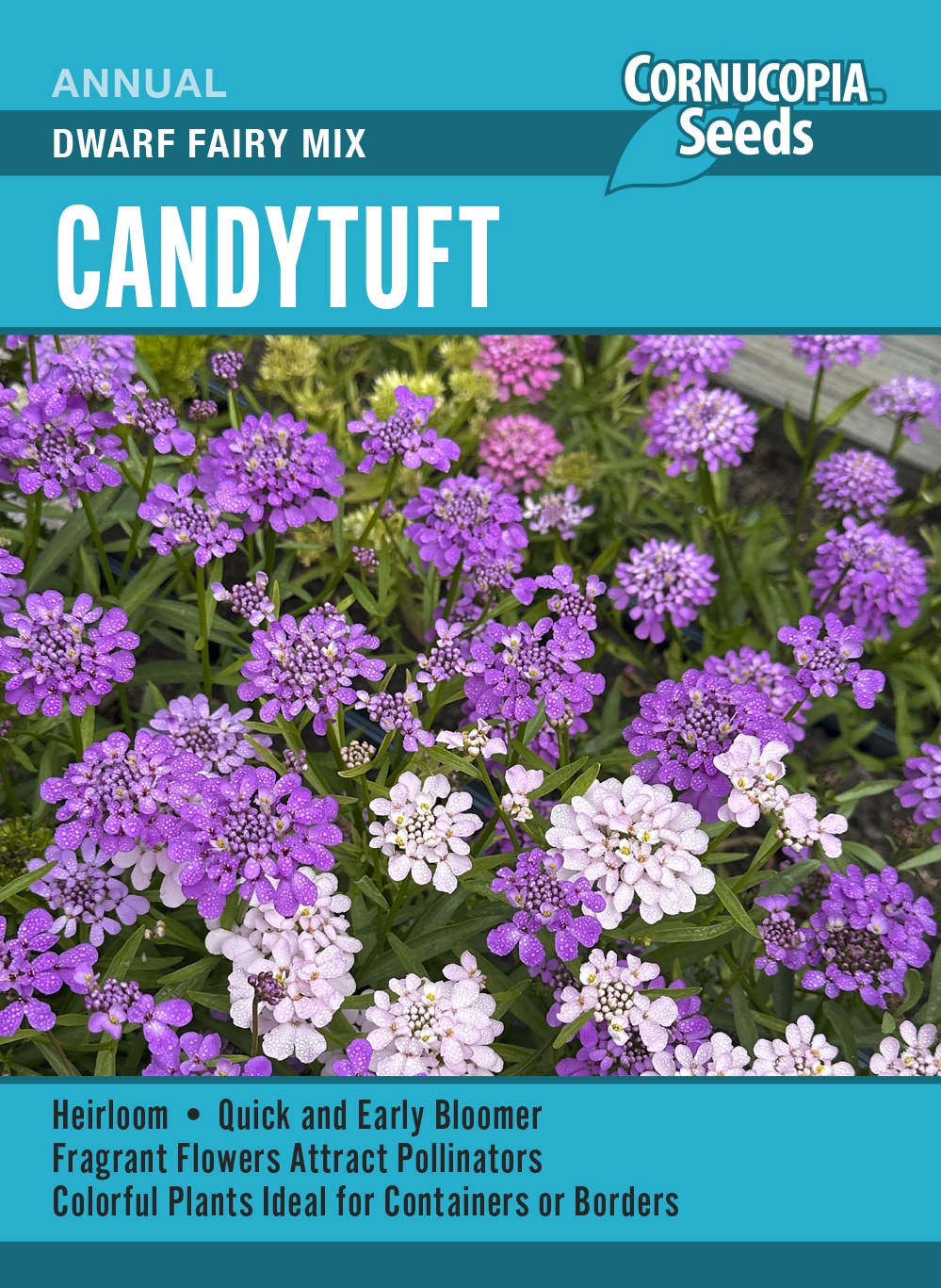 Candytuft - Dwarf Fairy Mix