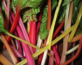 Heirloom Rainbow Swiss Chard