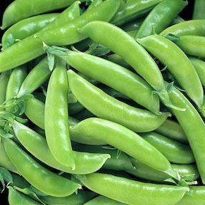 Heirloom Pea, Sugar Ann