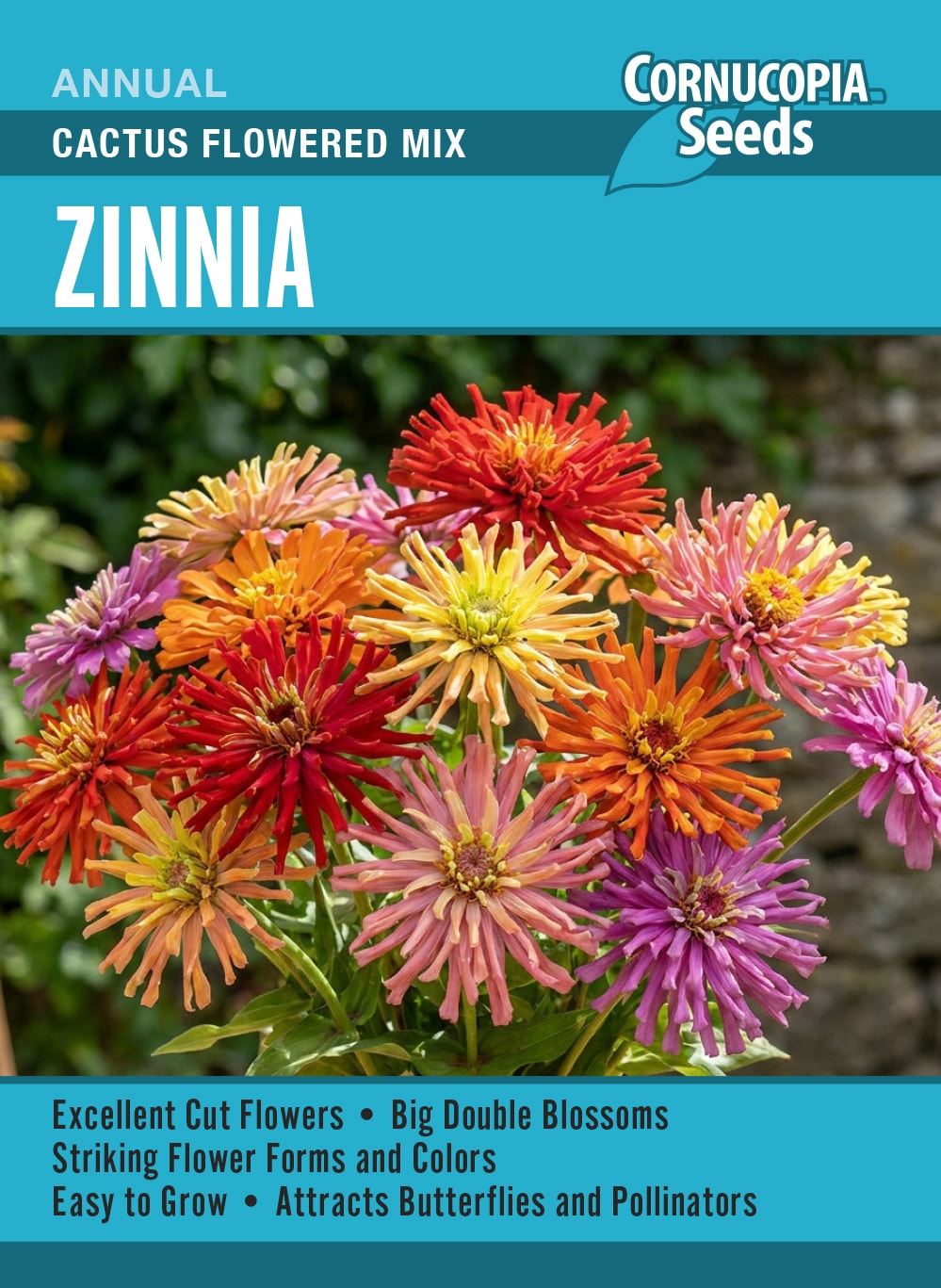 Zinnia - Cactus Flowered Mix