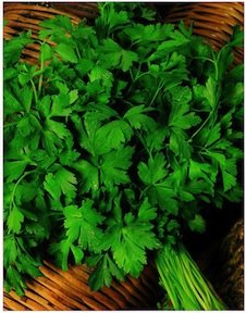 Parsley Italian Flat Leaf Seeds