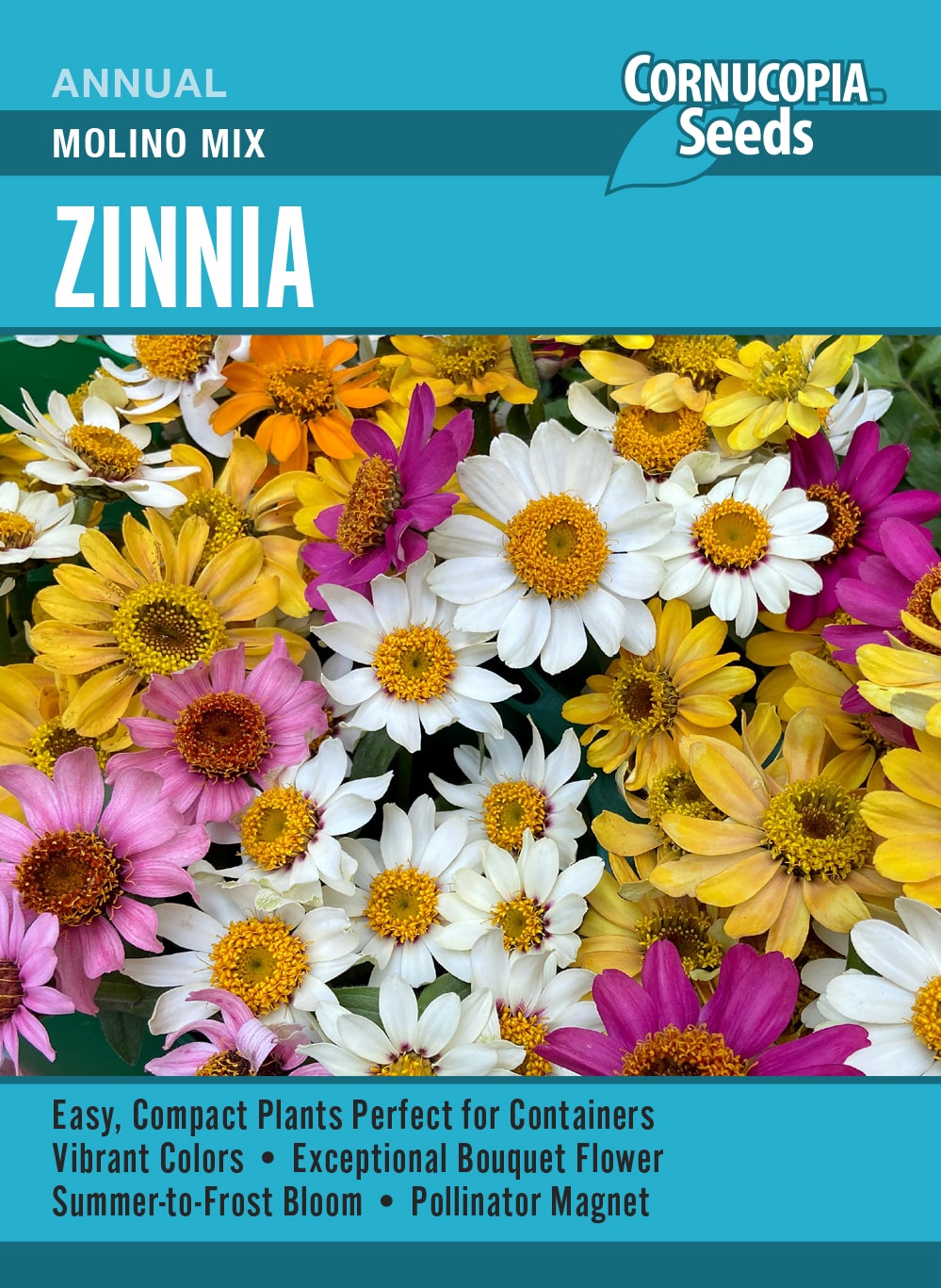 Zinnia - Molino Mix