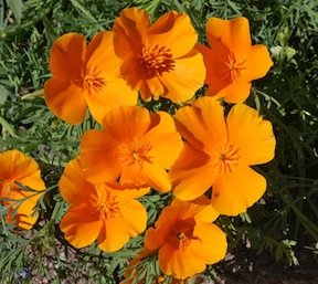 Heirloom California Poppy, Orange