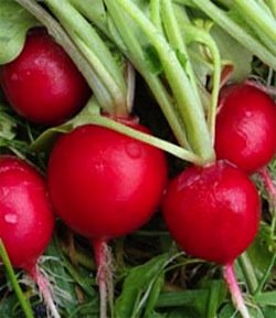 Heirloom Radish, Early Scarlet Globe