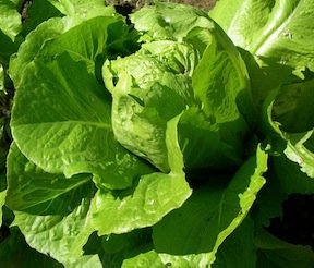 Heirloom Lettuce, Parris Island Cos