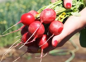 Heirloom Radish, Cherry Belle