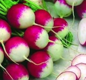 Heirloom Radish, Sparkler