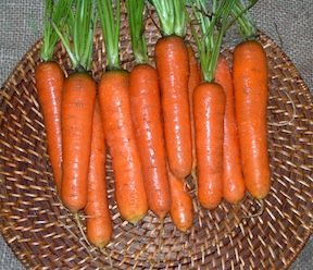 Heirloom Carrot, Scarlet Nantes