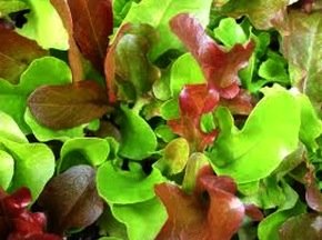 Heirloom Lettuce, Mesclun Summer Salad Mix