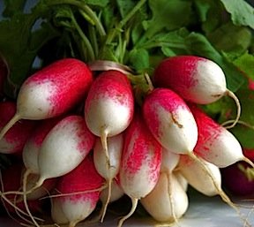 Heirloom Radish, French Breakfast