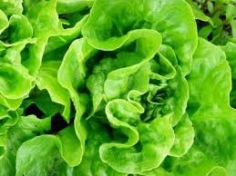 Heirloom Lettuce, Tom Thumb