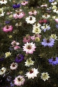 Nigella Persian Jewels