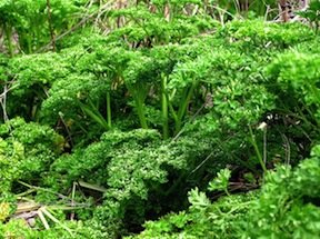 Heirloom Parsley, Dark Moss Curled