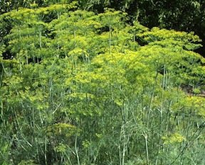 Dill Long Island Mammoth Seeds