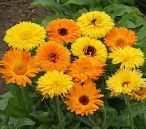 Pot Marigold (Calendula) Pacific Beauty Mixed Colors