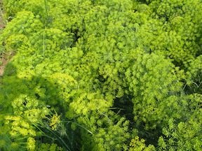 'Bouquet' Heirloom Dill