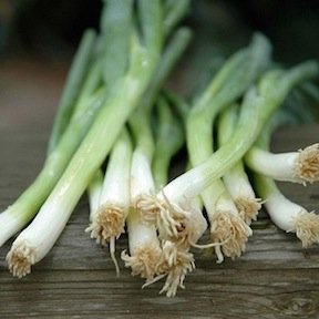 Heirloom Onion, White Lisbon Bunching