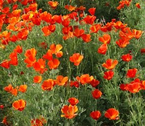 Heirloom California Poppy, Mikado