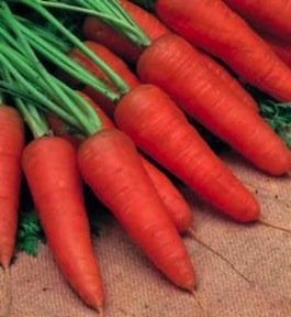 Carrot Chantenay Red Cored Seeds