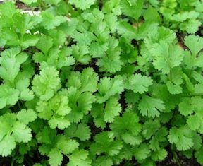 'Longstanding' Heirloom Cilantro
