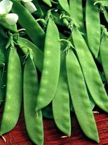 Heirloom Pea, Oregon Sugar Pod II